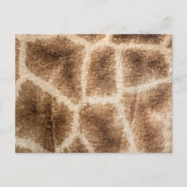 Carte Postale Motif Giraffe (Devant)