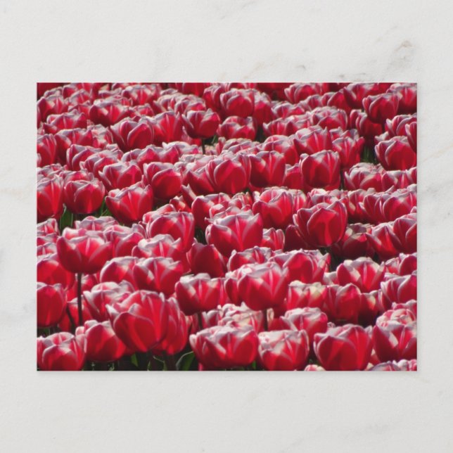 Carte postale Motif Red White Tulips do-it-yoursel (Devant)