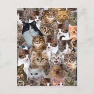 Carte Postale Motif Visages de chat