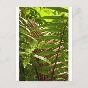 Carte Postale Motifs couleur Costa Rica
