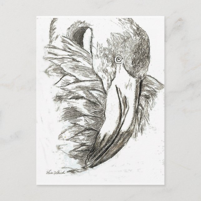 Carte Postale Motifs de Flamant rose (Devant)