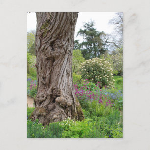 Carte Postale Motifs de l'écorce texturée de Ash Tree Hidcote Ga