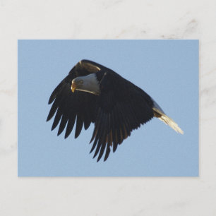 Carte Postale MOtivation de BALD EAGLE