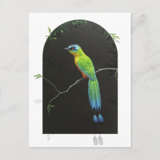 Carte Postale Motmot à tête bleue