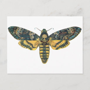 Carte Postale Motte de la tête de mort, grande mite, papillon de