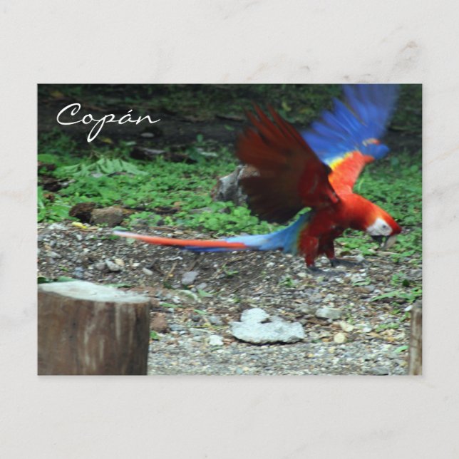 Carte Postale mouche macaw (Devant)