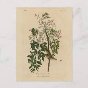 Carte Postale Moucherolle aux yeux blancs - Audubon's Birds of A