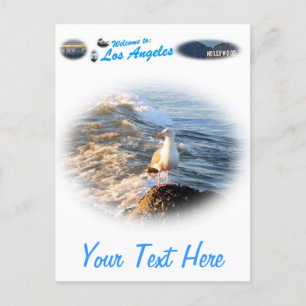 Carte Postale Mouette