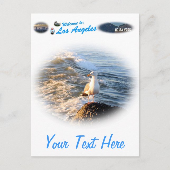 Carte Postale Mouette (Devant)