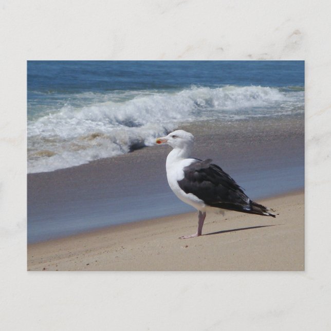 Carte Postale Mouette (Devant)