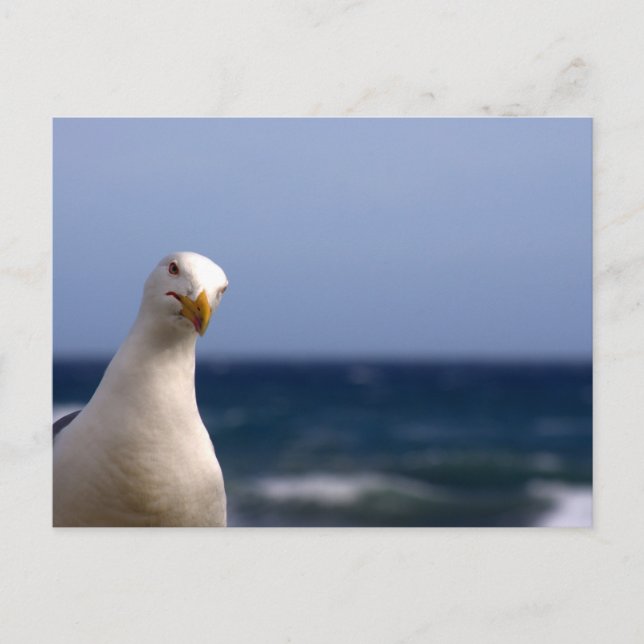 Carte Postale Mouette (Devant)
