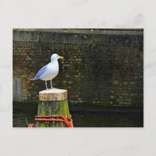 Carte Postale Mouette