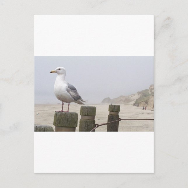 Carte Postale Mouette (Devant)