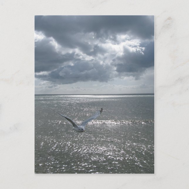 Carte Postale Mouette (Devant)