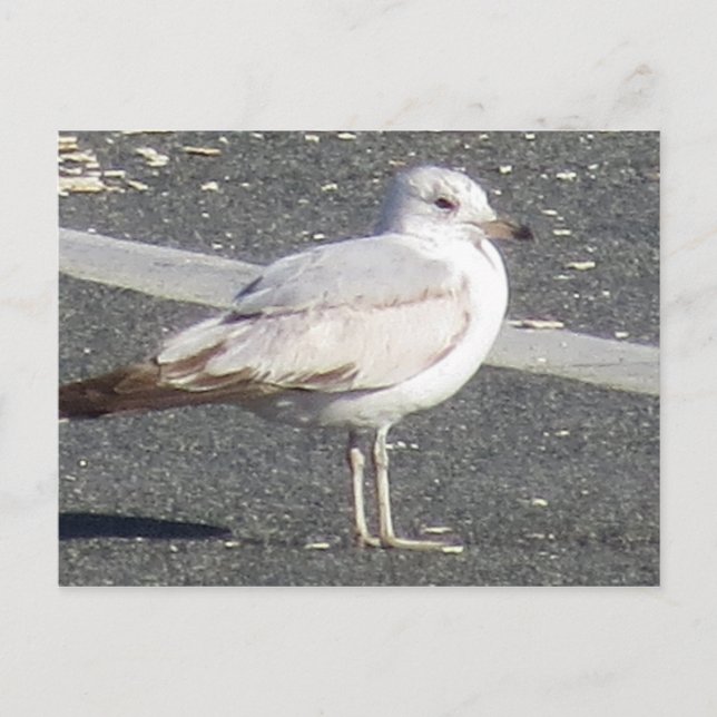 Carte Postale Mouette (Devant)