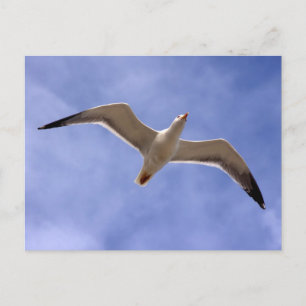 Carte Postale Mouette
