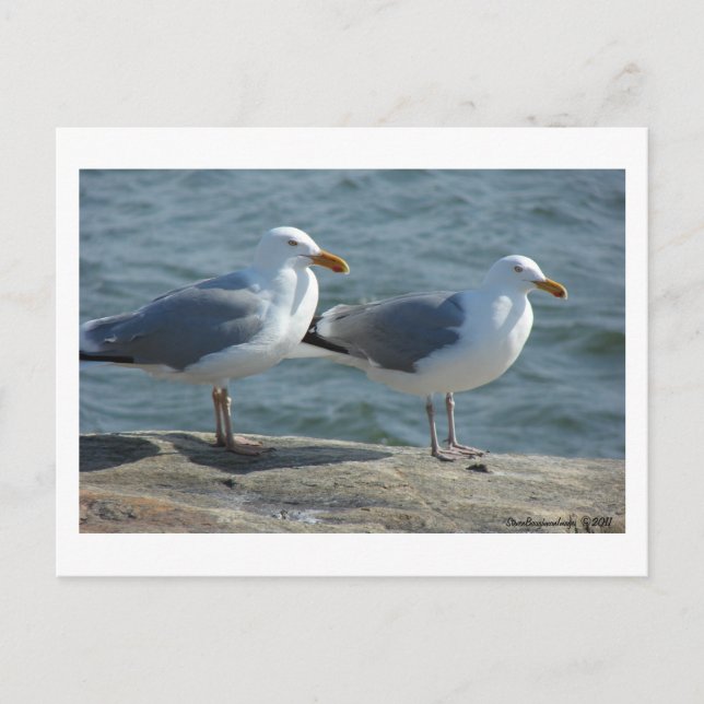 Carte Postale Mouette à Barnegat Inlet (Devant)