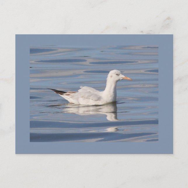 Carte Postale Mouette à bec long (Devant)