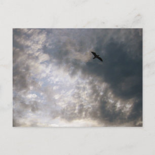 Carte Postale Mouette à Dusk Beach Photographie d'oiseaux