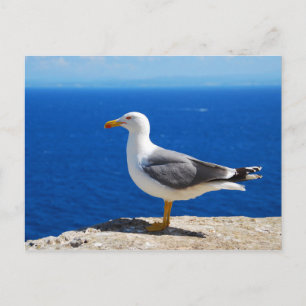 Carte Postale Mouette à la plage