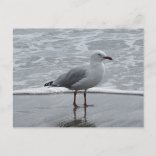 Carte Postale Mouette au bord de l'eau
