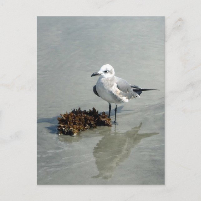 Carte Postale Mouette aux algues (Devant)