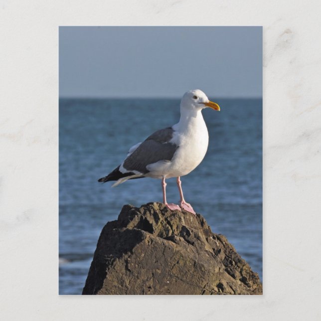 Carte Postale Mouette blanche et océan (Devant)