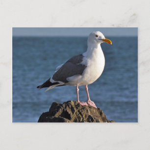 Carte Postale Mouette blanche et océan