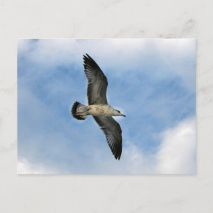 Carte Postale Mouette de Floride volant contre ciel bleu
