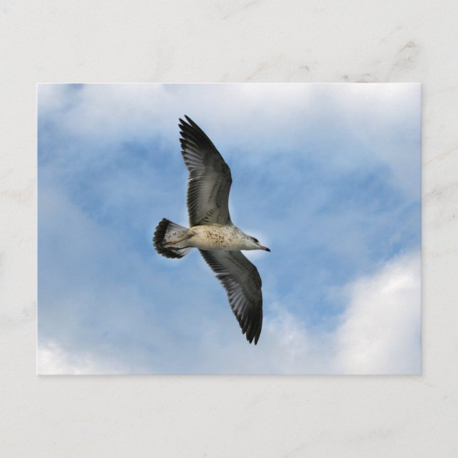 Carte Postale Mouette de Floride volant contre ciel bleu (Devant)