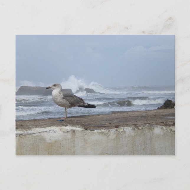 Carte Postale Mouette de mer spectaculaire (Devant)