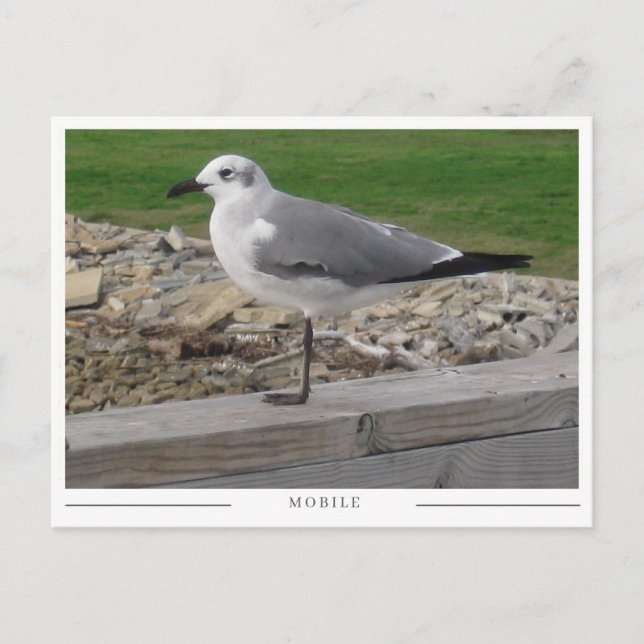 Carte Postale Mouette de Mobile Alabama (Devant)