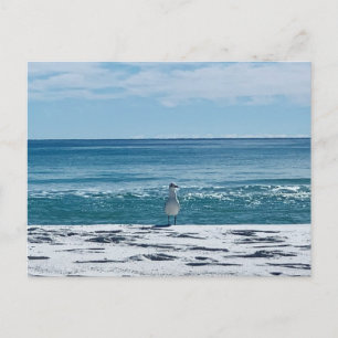 Carte Postale Mouette de Plage Photographie Originale d'Oiseau