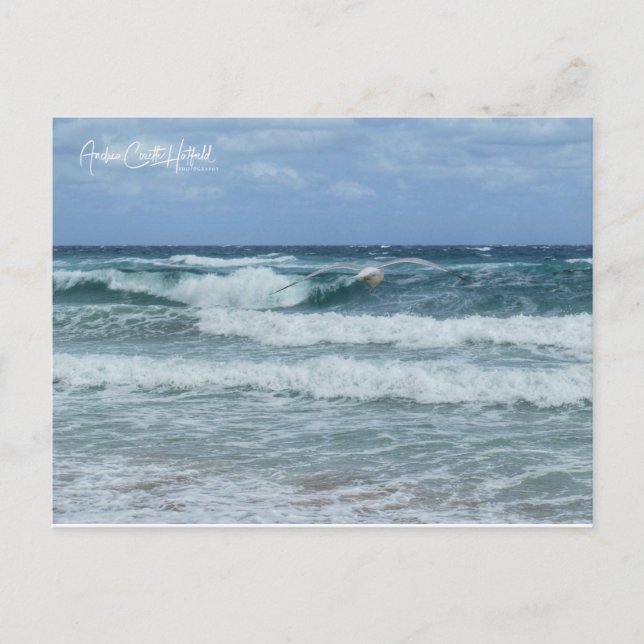 Carte Postale Mouette et Mer (Devant)