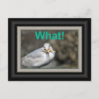Carte Postale Mouette marrante essayant de manger une étoile de 