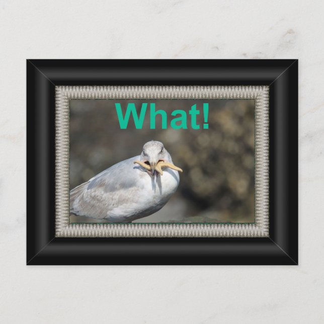 Carte Postale Mouette marrante essayant de manger une étoile de  (Devant)