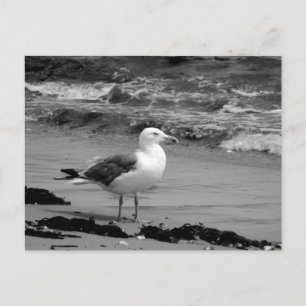 Carte Postale Mouette (noire et blanche)