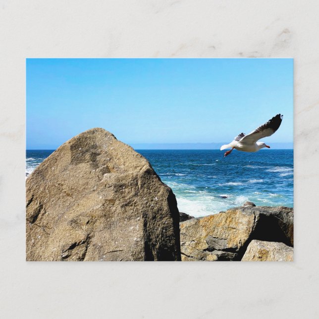 Carte Postale Mouette part  (Devant)