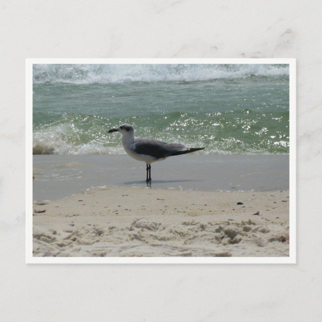 Carte Postale Mouette – Photographie de la faune côtière (Devant)