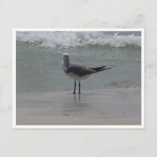 Carte Postale Mouette – Photographie de la faune côtière