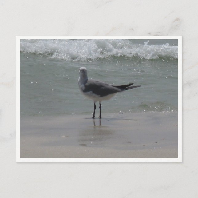 Carte Postale Mouette – Photographie de la faune côtière (Devant)