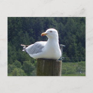 Carte Postale Mouette se couchant 