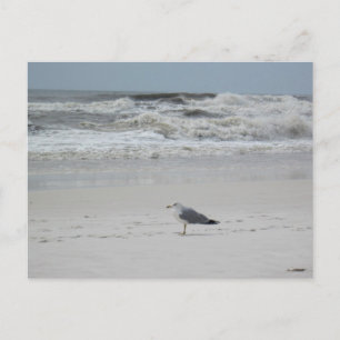 Carte Postale Mouette sur la plage