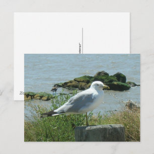 Carte postale – Mouette sur pilotis