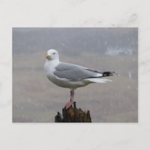 Carte Postale Mouette sur poteau en bois chute de neige littoral