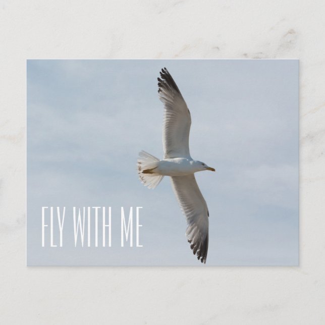 Carte Postale Mouette volant (Devant)