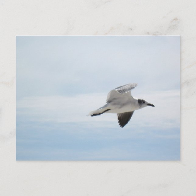 Carte Postale Mouette volante (Devant)