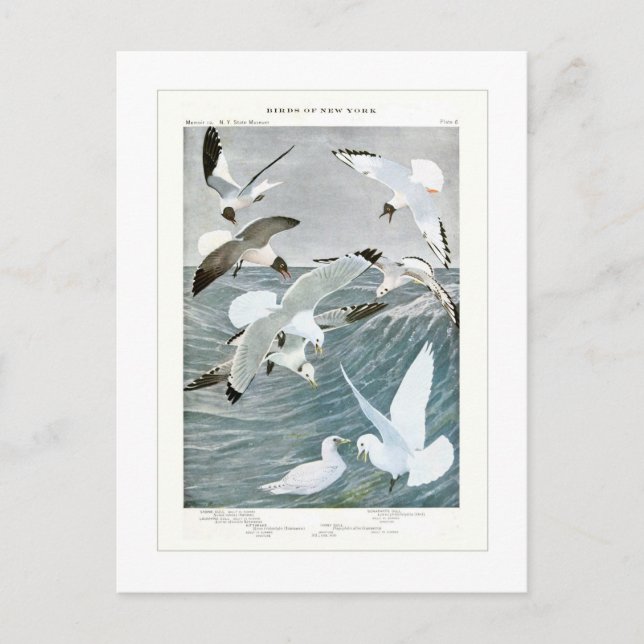 Carte Postale Mouettes (Devant)