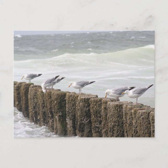 Carte postale: Mouettes (Devant)