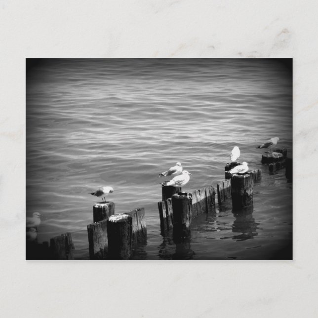 Carte Postale mouettes (Devant)